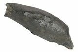 Fossil Sperm Whale (Scaldicetus) Tooth - South Carolina #247927-1